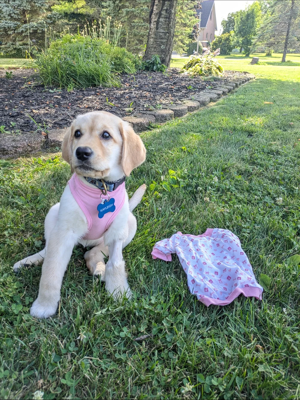 Pink Puppy 🐾 T-shirts - It's A Girl & Puppy Print Size Medium 2/$20